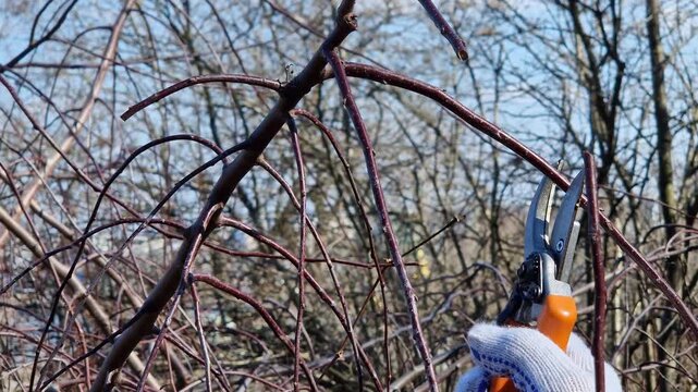 Gardener cuts tree branches with pruners on a sunny spring day. Close-up. Pruning trees in spring. Man in work gloves uses garden pruners. Garden tool in action: seasonal tree care