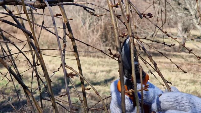 Gardener cuts tree branches with pruners on a sunny spring day. Close-up. Pruning trees in spring. Man in work gloves uses garden pruners. Garden tool in action: seasonal tree care