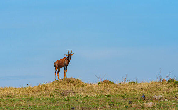 One topi or Damaliscus lunatus, standing on low rock overlooking the landscape with a grazing Thompsons gazelle below.
