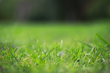 Naklejka premium Close-Up View of Fresh Green Grass in Outdoor Natural Setting