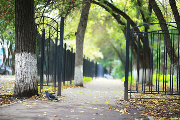 Fototapeta premium city park without people on an autumn day, bright rays of the sun shine through the crowns of maple trees