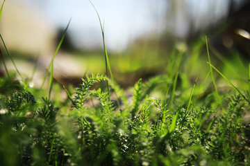 Naklejka premium Close-up of Lush Green Grass and Ferns with Blurred Background in Natural Sunlight