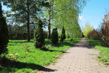 Fototapeta premium Lush Park Pathway in Spring with Green Foliage and Blue Sky