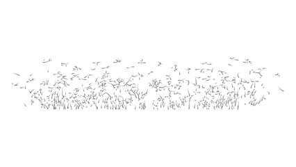 Abstract horizontal vegetation sketch with organic clusters and natural botanical texture. © Sara Studio