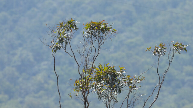 Eucalyptus Tree Branches Against a Blurred Forest Background in Binna Burra