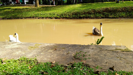 White and brown domestic geese floating on a brown water lake in a garden © aam