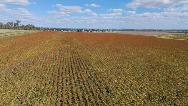 Aerial View of Red Sorghum Crop Fields in Rural Australia
