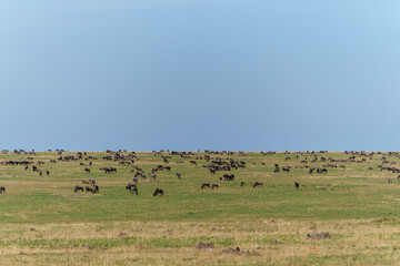 Obraz premium Typical wide African landscape with herds wildebeest iconic Typical wide African landscape with herds wildebeest in distance on horizon
