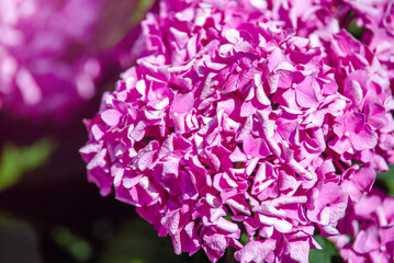 Obraz premium Pink hydrangea blooms in summer in the city Park 