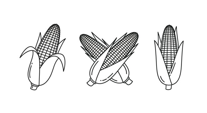 Corn cobs line art illustration black and white sketch