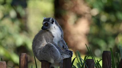 Ring-Tailed Lemur Sitting on a Wooden Fence in a Zoo © blueringmedia