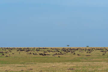 Obraz premium Typical wide African landscape with herds wildebeest iconic Typical wide African landscape with herds wildebeest iconic Umbrella Tree in distance on horizon