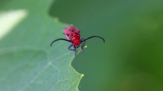 Red milkweed beetle eating a green leaf macro shot