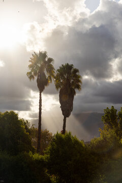 sun rays through sunset clouds and palm trees, Stanford, South Africa