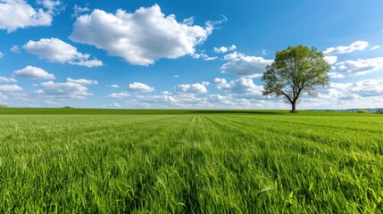 Fototapeta premium Lush Green Field Under Bright Blue Sky with Fluffy Clouds and Solitary Tree in the Distance