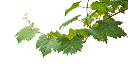 Grape branch on transparent background.Grapevine. © natara