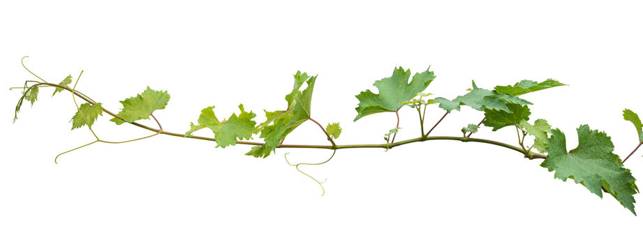 Grape branch on transparent background.Grapevine.