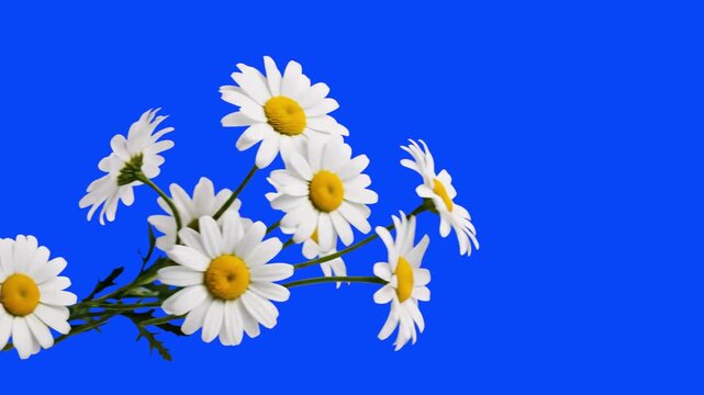 A clean 3D graphic animation of a bouquet of white daisy flowers with yellow centers swaying gently against a vivid blue background. Ideal for springtime greetings, natural skincare advertising, or ch