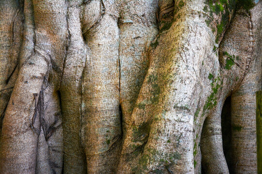 Texture of ancient tree bark showing weathered wooden surface and roots.