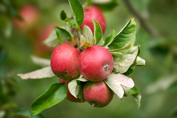 Obraz premium Agriculture, leaves or apple bunch in tree at orchard, produce growth or production for sustainability. Fruit cultivation, harvest and crop development for horticulture, organic farming and nature
