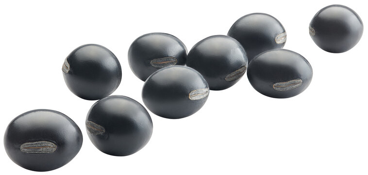 Group of organic green kernel black bean