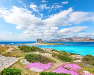 Remarkable blooming flowers on Famous La Pelosa beach with Torre della Pelosa. © pilat666