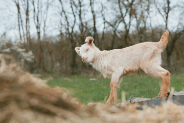 Fototapeta premium Goat kid outdoors in a sunlit meadow, playful stance on a rock, natural colors, calm rural lifestyle, green field with bare trees in the distance, rustic outdoor setting