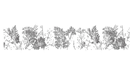Row of garden herbs and parsley plants sketch silhouettes in black outline vector design. © Sara Studio