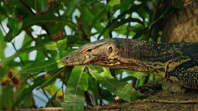 Asian water monitor lizard among tropical plants in Lumphini Park Bangkok, exotic reptile wildlife in urban Thailand
