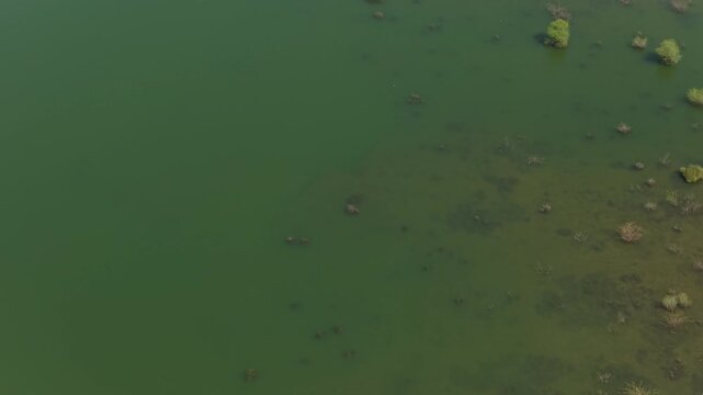 A cinematic aerial topdown shot showing green murky floodwaters covering vegetation and trees in rural India, suitable for environmental and climate change content.