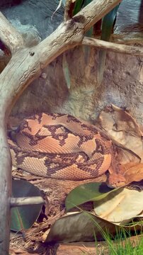 Gaboon viper snake camouflaged in dry leaves and tropical foliage inside terrarium zoo exhibit
