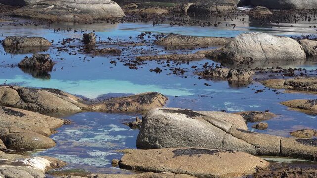 Boulders and kelp in the sea with white sandy patches in the seawater