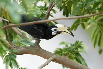 An oriental pied hornbill perched on a branch amidst green foliage, showcasing its distinctive beak and tail. © JX