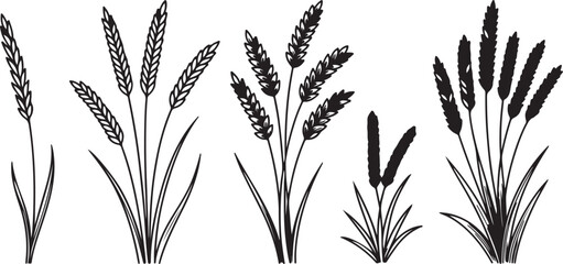 Set of black wheat ears, cereals, rice, rye, oat, barley or millet isolated on transparent background. © Kohinoor