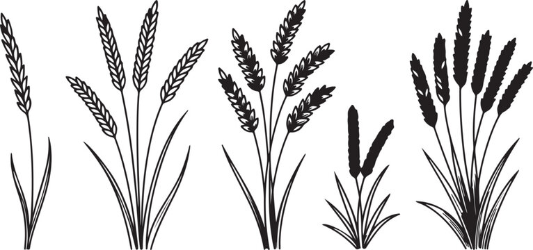 Set of black wheat ears, cereals, rice, rye, oat, barley or millet isolated on transparent background.