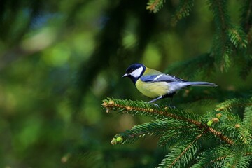 closeup of a great tit © Horst Krischke