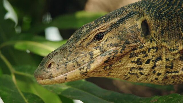 Close-up of Asian water monitor lizard head in Lumphini Park Bangkok, detailed reptile skin texture and eye among green leaves