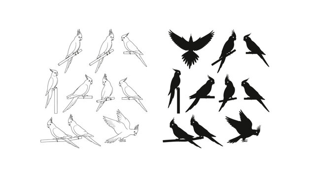 Cockatoo parrot collection icon set featuring various bird poses and flight actions in clean line art and solid silhouette style for avian study bird watching and pet shop branding designs