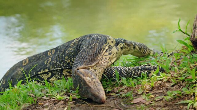 Asian water monitor lizard scratching head on grass near pond in Lumphini Park Bangkok, exotic reptile behavior in Thailand