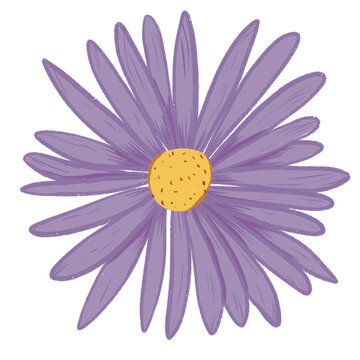 Hand-Drawn Purple Aster Flower Clipart with Muted Grainy Texture transparent background