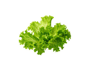 Fototapeta premium Fresh green lettuce leaves are separated and placed on a white background.