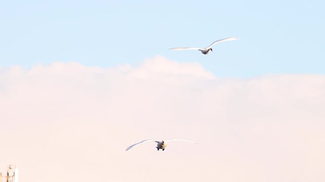 Two Swans Flying in Synchrony Against a Soft Blue Sky