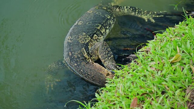 Asian water monitor lizard climbing from pond in Lumphini Park Bangkok, tropical reptile wildlife in urban Thailand