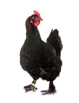marans chicken in studio