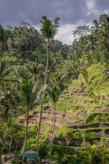 Obraz premium Tegalalang Rice Terraces in the center of Ubud. bright green rice fields in the hilly terrain. Rice terraces in Bali are a symbol of the cultural and ecology