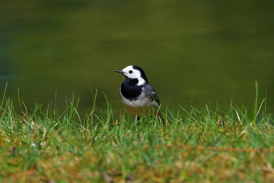 closeup of a wagtail