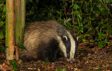 Adult Badger, Scientific name: Meles Meles, foraging on a wet night in natural woodland habitat in rural UK countryside.  Facing front with head down.  Horizontal.  Copy space © Moorland Roamer