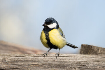 Colorful Great Tit Bird Perched on a Wooden Beam © drakuliren
