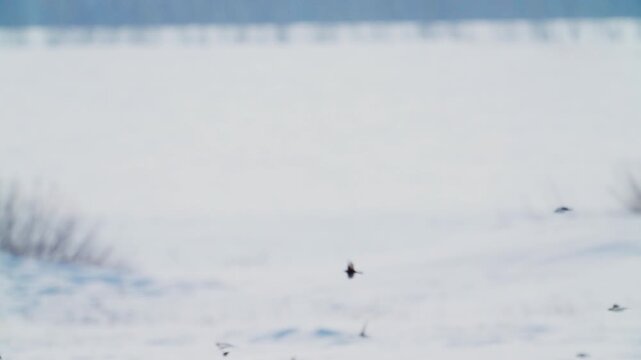 Snow Buntings (Plectrophenax nivalis) in flight. A flock of birds flies over a spring snowfield on a sunny day. Slow motion.