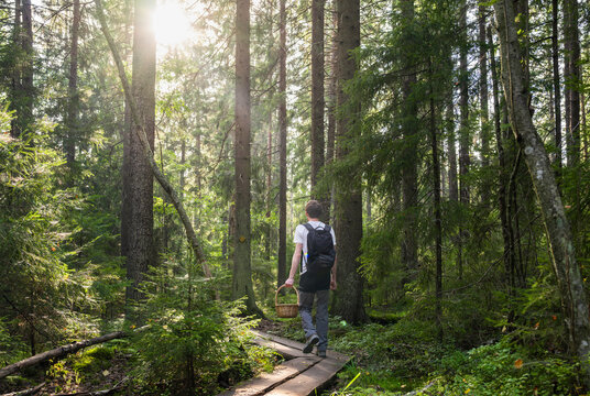 Man with basket walking through sunlit forest trail in Finland